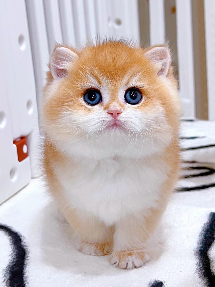 猫舍直销,批发价出售,金渐层